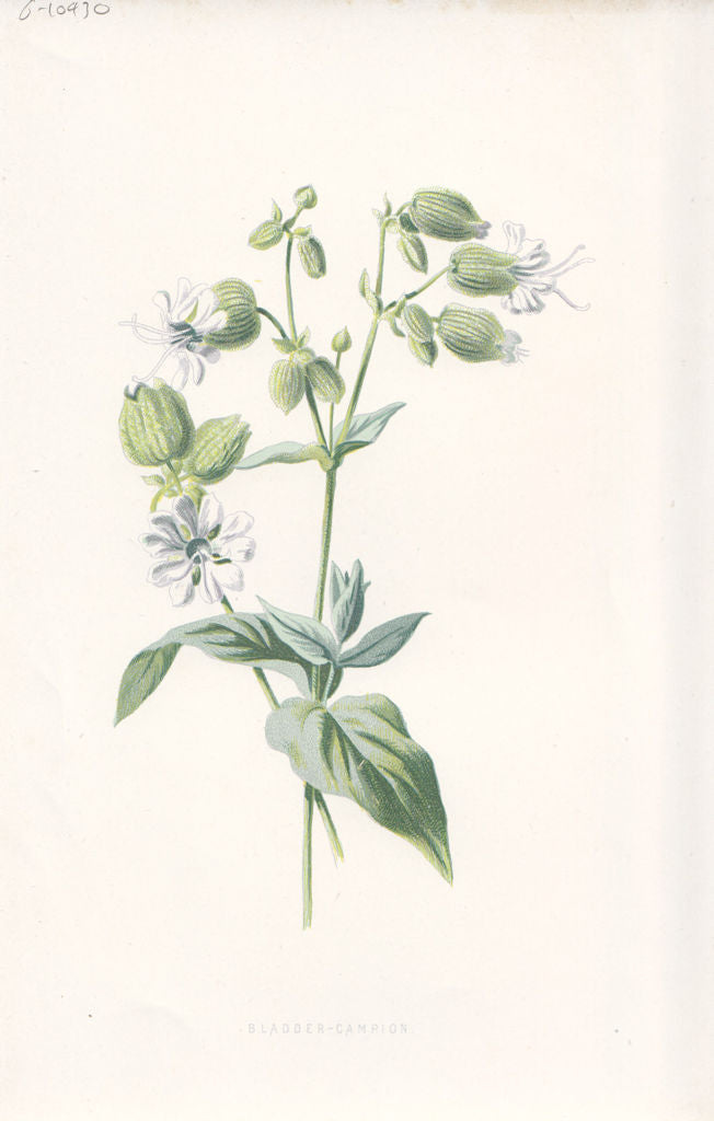 FLOWERS. Bladder Campion c1895 old antique vintage print picture